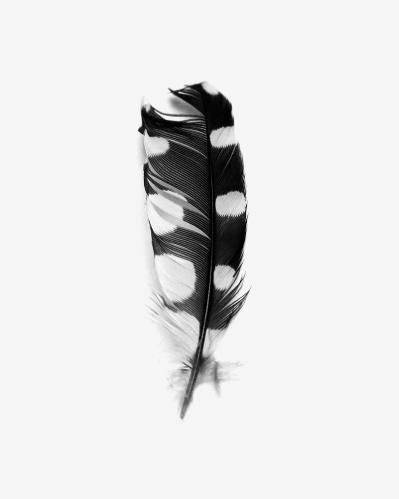 feather